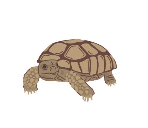 Gopher tortoise